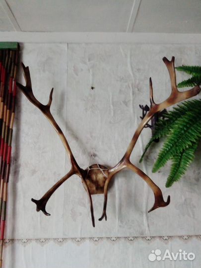 Продам рога оленя