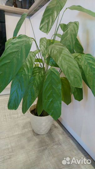 Ктенанта тропическая