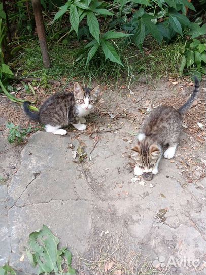 Котята в добрые руки бесплатно