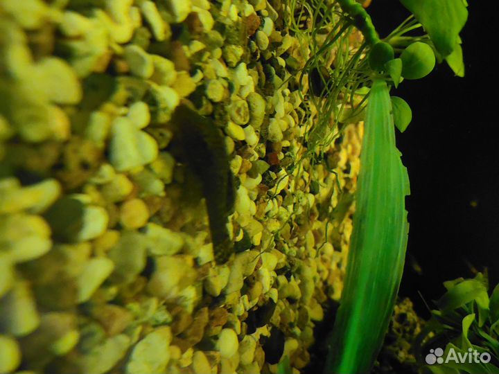 Анциструс сом, Хелены, креветки