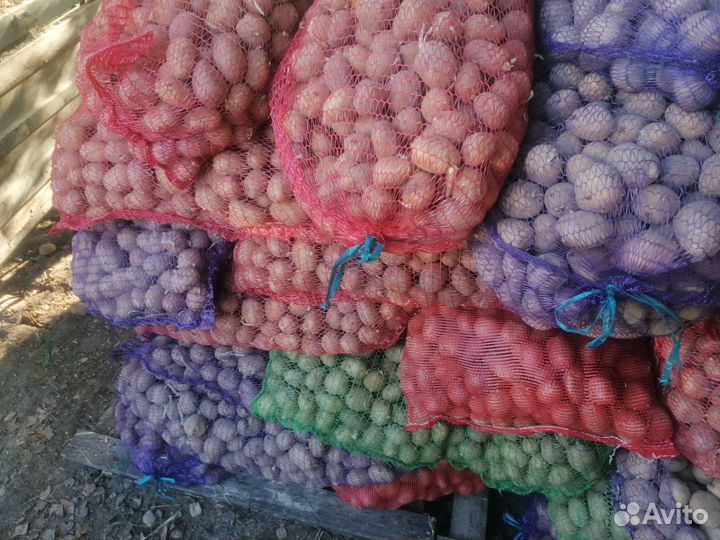 Семенной картофель