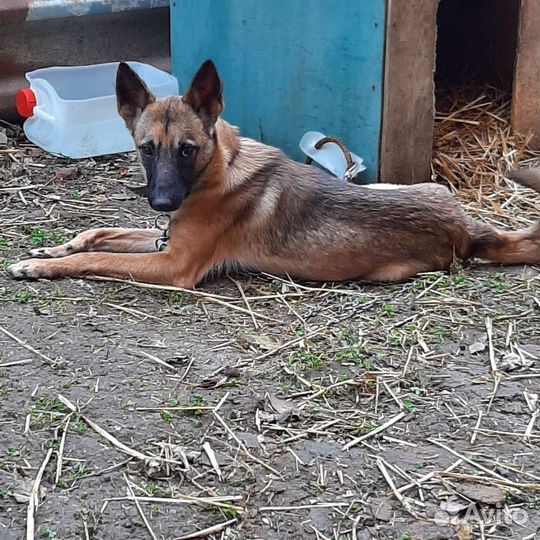 Молодая собака из приюта в дар