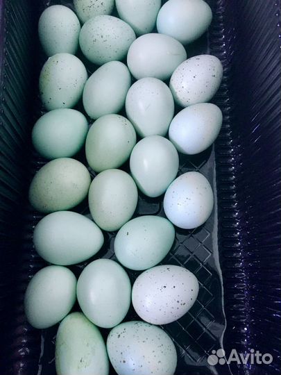 Селадон, инкубационное яйцо, птенцы