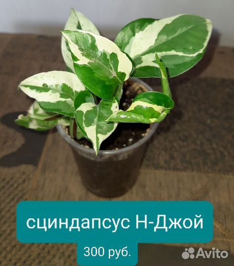 Комнатные цветы