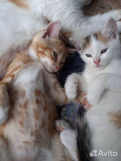 Кошка в дар бесплатно