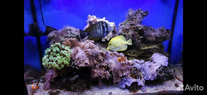 Аквариумный мир магазина Орнатус
