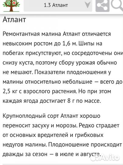 Черенки малины