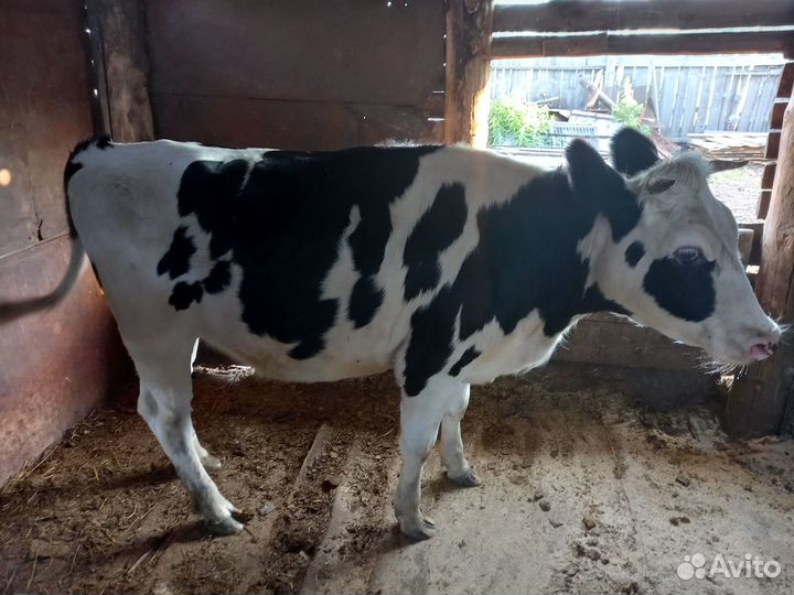 Продам тёлку