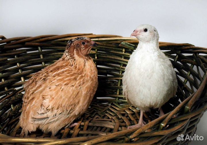 Перепелиное инкубационное яйцо несушки цыплята