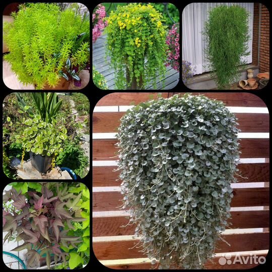 Вегетативная петуния, многолетники