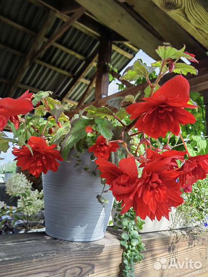 Бегония Скарлет иллюминейшн