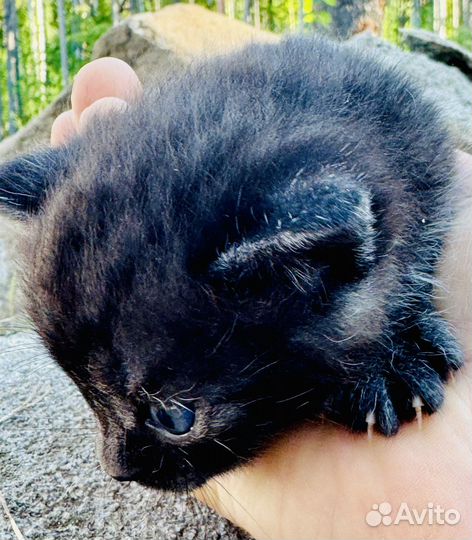 Котята