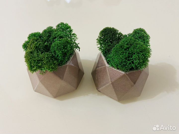 Горшочки со стабилизированным мхом