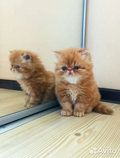 Персидский котенок