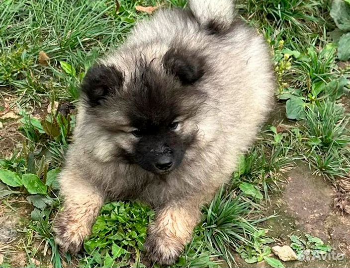 Кеесхонд вольфшпиц щенок мальчик