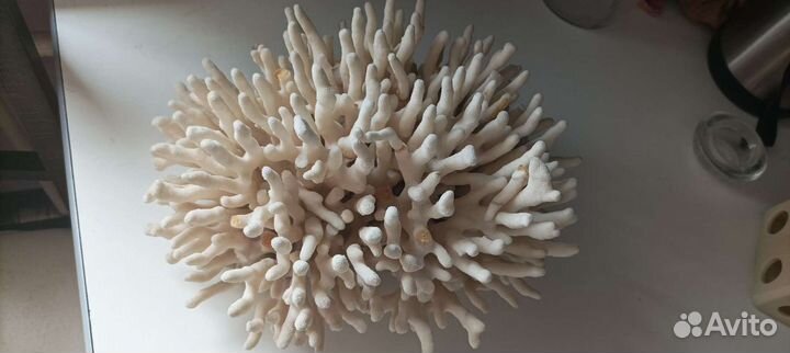 Настоящий большой коралл