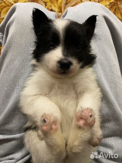 Щенки метисы