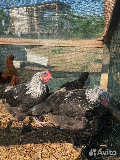 Петухи породы Маран