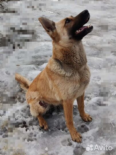 Бельгийская овчарка и щенки