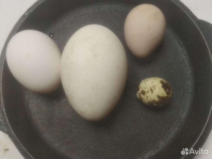 Яйцо и мясо домашней птицы