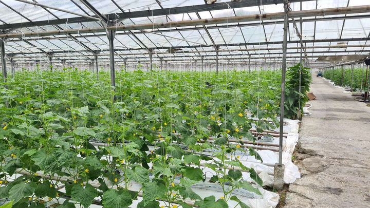 Участок 21 га (СНТ, ДНП)