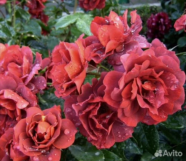 Роза Хот Шоколад саженцы новый красивый сорт