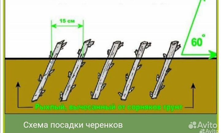 Девичий виноград
