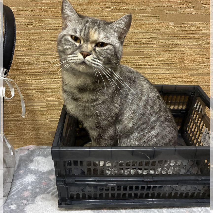 Роботтар туралы мультфильм порно