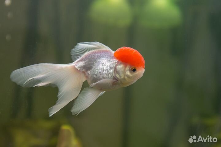 Рыбки Золотые, телескопы, красные шапочки, риукины