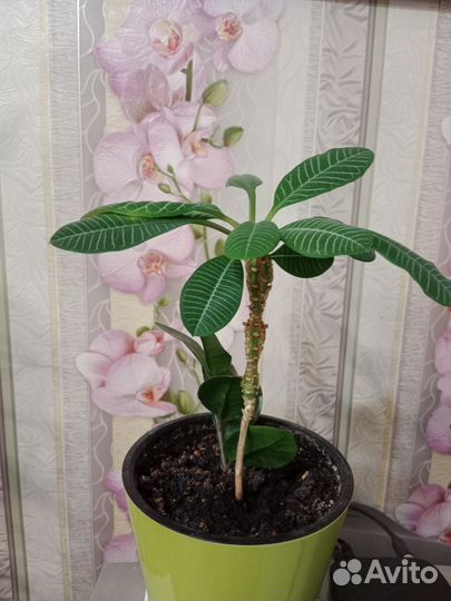 Аглаонема Мария, Монстера, Фикус, Молочай