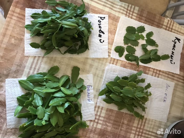 Декабрист шлюмбергера