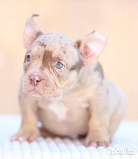 Щенки American Bully. Щенки Американского Булли
