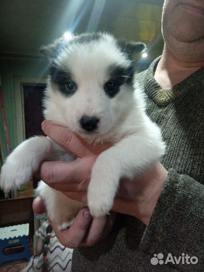 Щенки волэнд в дар