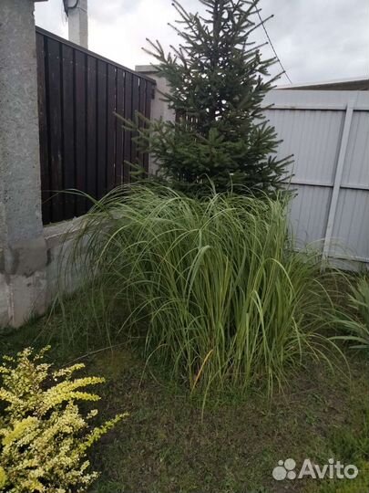 Многолетние растение