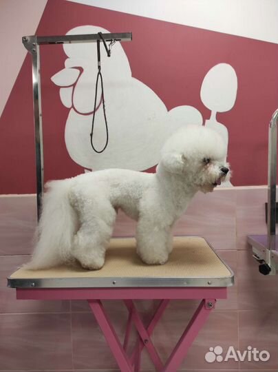 Ищу моделей на стрижку собак