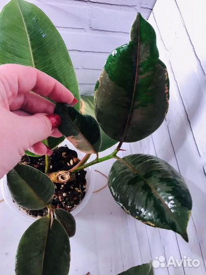 Фикус Эластика Пинк Комуфляж, Тенекп