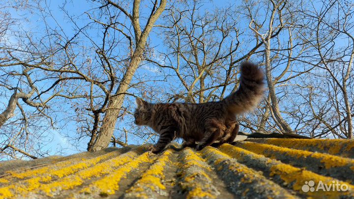 Котята в добрые руки бесплатно