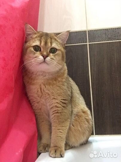 Шотландский кот вязка