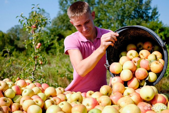 Вахта в Липецке Сбор Яблок,разнорабочие130000