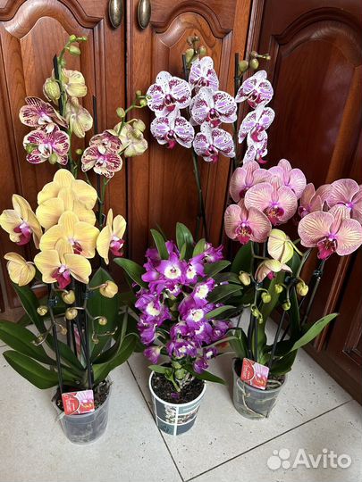 Орхидеи разных сортов