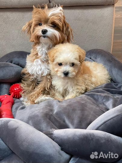 Плюшевые мальтипу