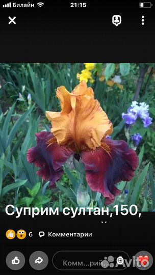 Ирисы гофрированные