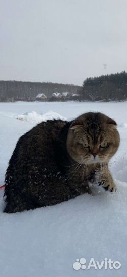 Шотландская вислоухая на случку