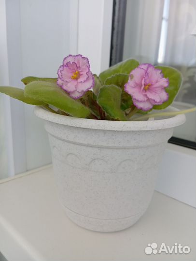 Сортовые фиалки