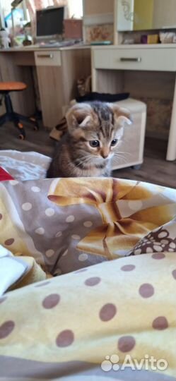 Котёнок (девочка)шотландская вислоухая