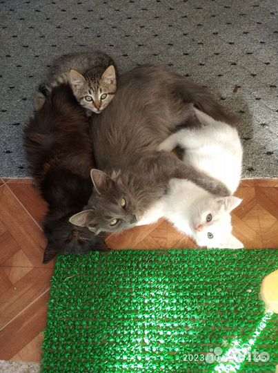 Котята, пушистая банда
