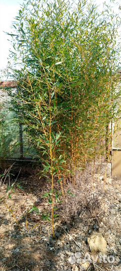 Бамбук морозостойкий, 6 видов и цветов