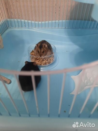Клетка с хомяками