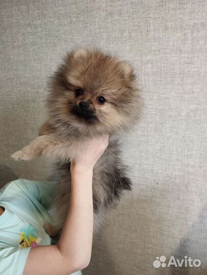 Щенки шпица