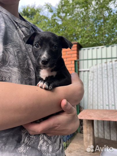 Продаем щенков